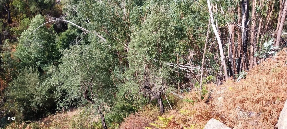 Terreno para Venda em Alferce Foto 9