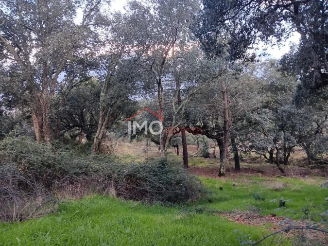 Quinta T3 para Venda em São Salvador da Aramenha Foto 13