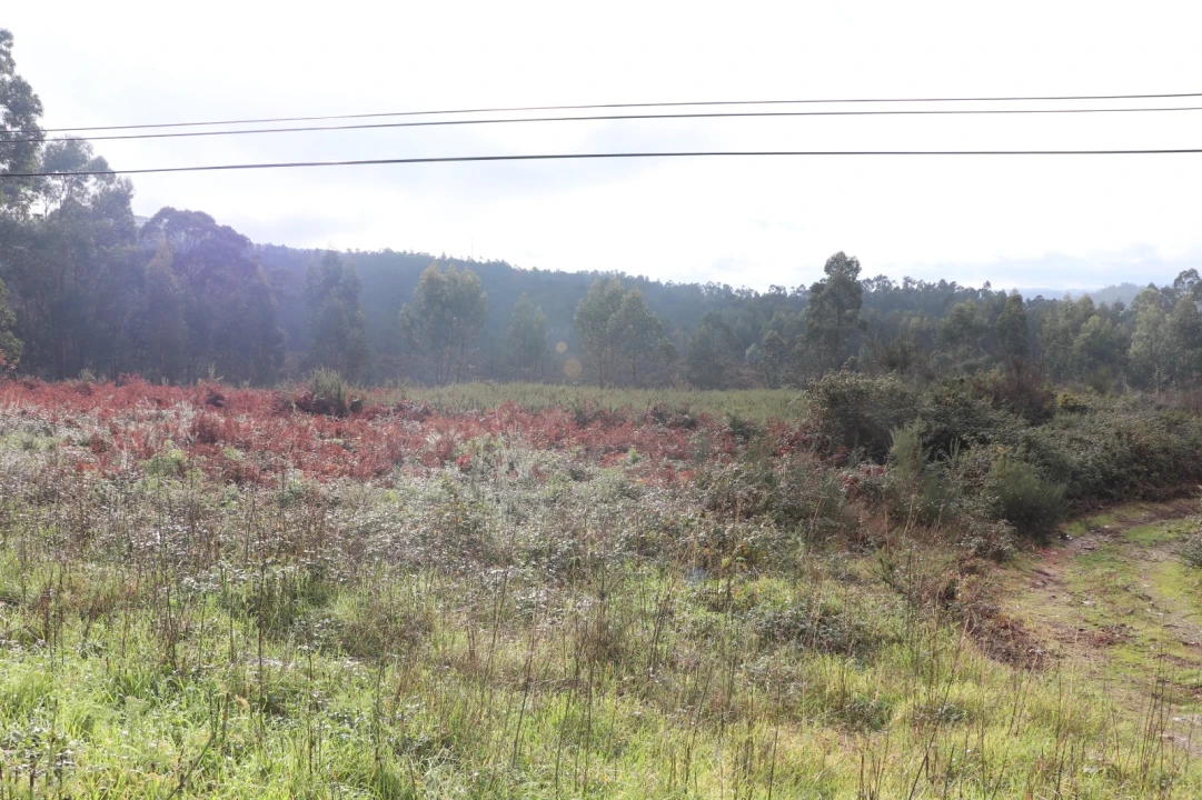 Terreno para Venda em Lustosa e Barrosas (Santo Estêvão) Foto 6