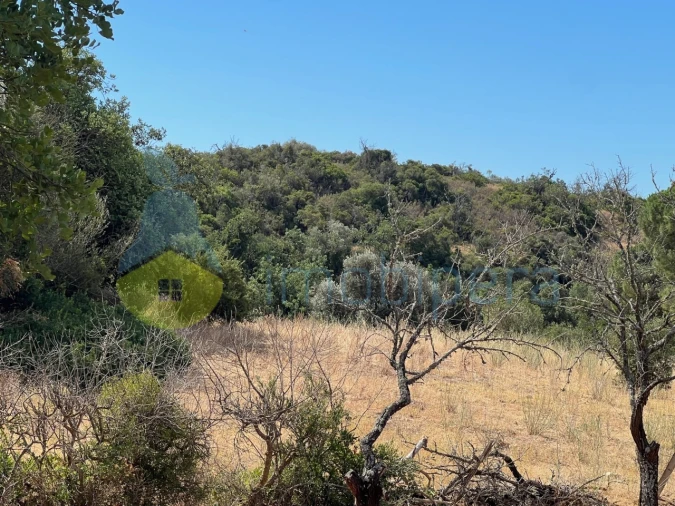 Terreno Agricola ou Rústico para Venda em Ferreiras Foto 3
