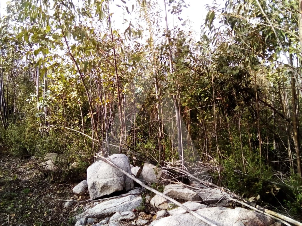 Terreno para Venda em Monchique Foto 3