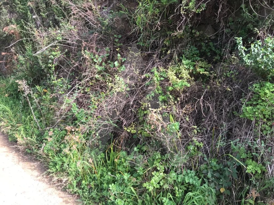 Terreno para Venda em Monchique Foto 15