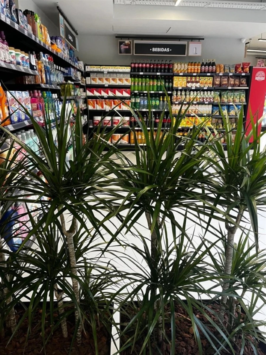 Loja para Venda em Glória e Vera Cruz Foto 6