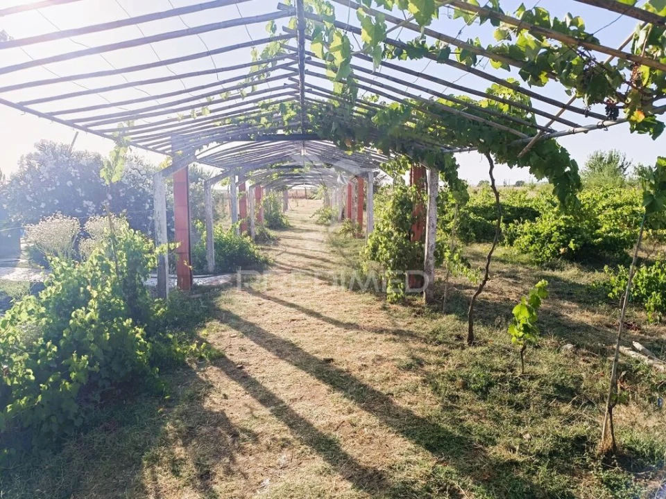 Quinta T3 para Venda em Estremoz (Santa Maria e Santo André) Foto 1