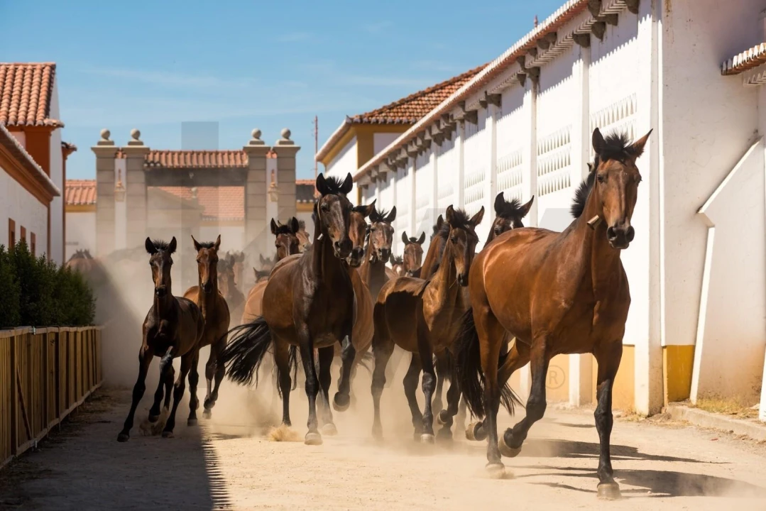 Moradia T3 para Venda em Chancelaria Foto 4