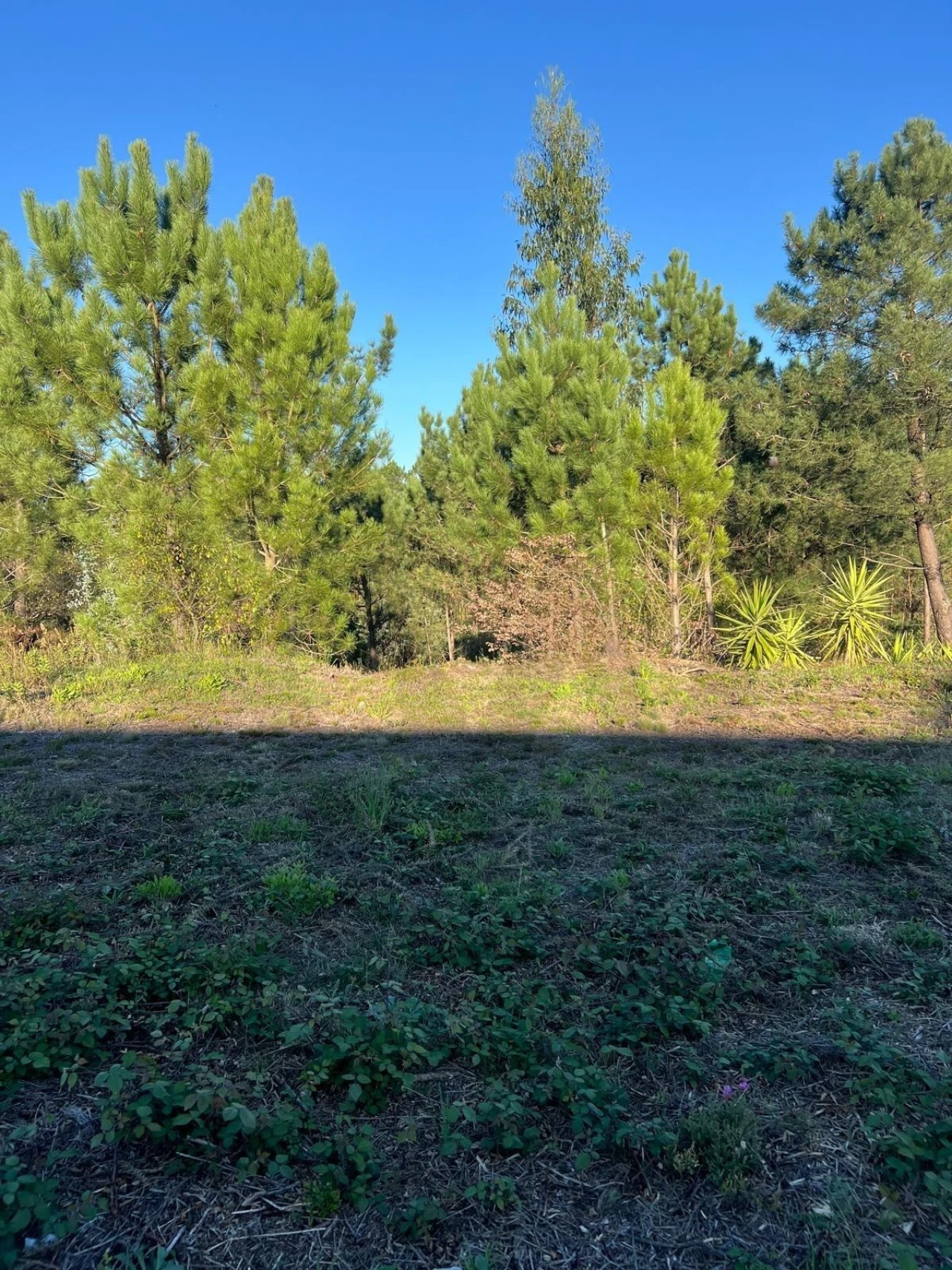Terreno para Venda em São Roque Foto 6