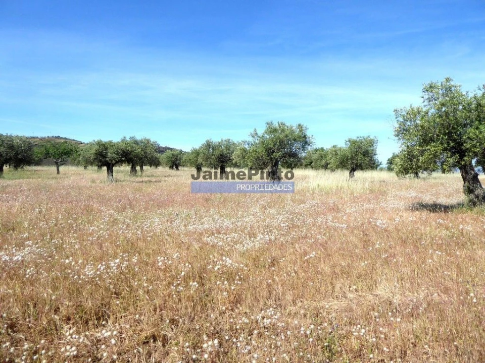 Terreno Agricola ou Rústico para Venda em Escalhão Foto 3