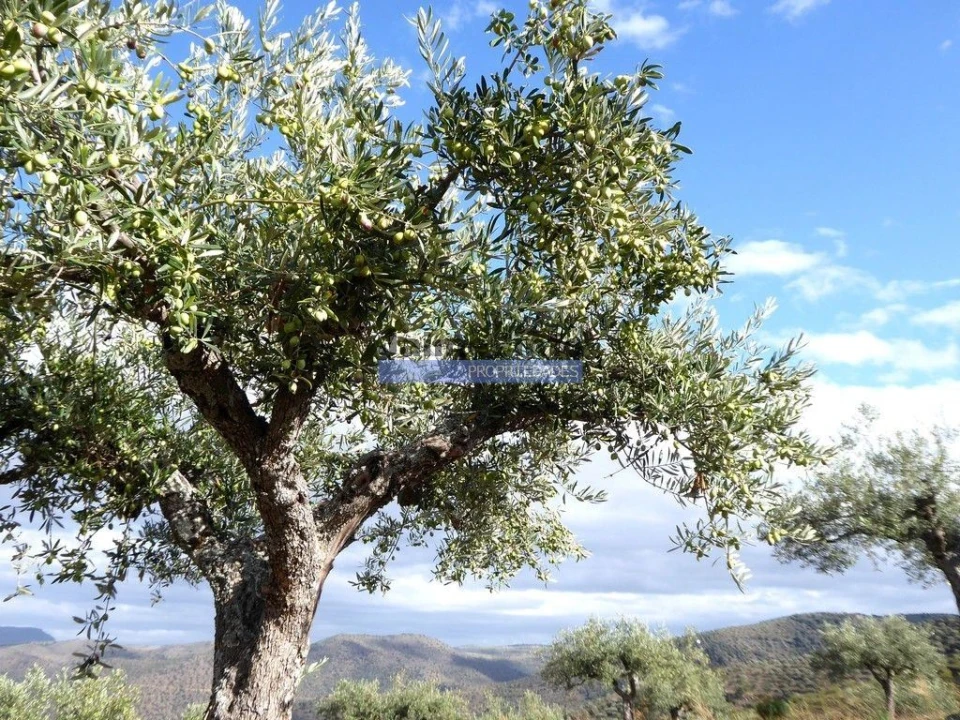 Terreno Agricola ou Rústico para Venda em Escalhão Foto 4