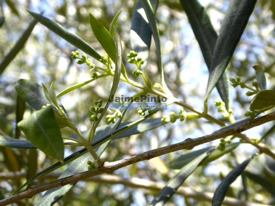 Terreno Agricola ou Rústico para Venda em Escalhão Foto 6