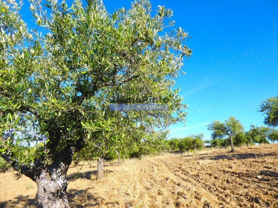 Terreno Agricola ou Rústico para Venda em Escalhão Foto 7