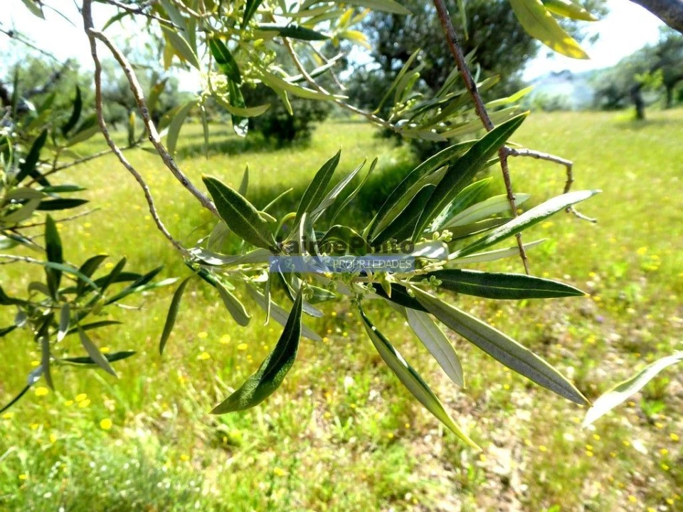 Terreno Agricola ou Rústico para Venda em Escalhão Foto 8