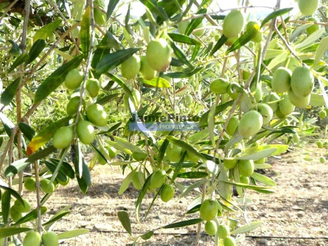 Terreno Agricola ou Rústico para Venda em Escalhão Foto 2