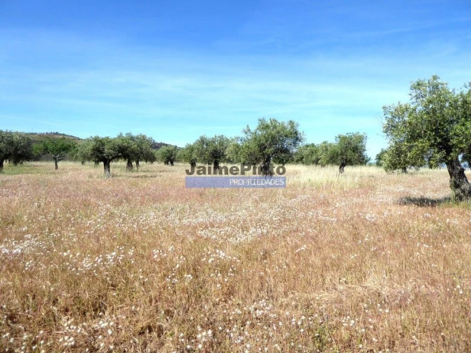 Terreno Agricola ou Rústico para Venda em Escalhão Foto 3