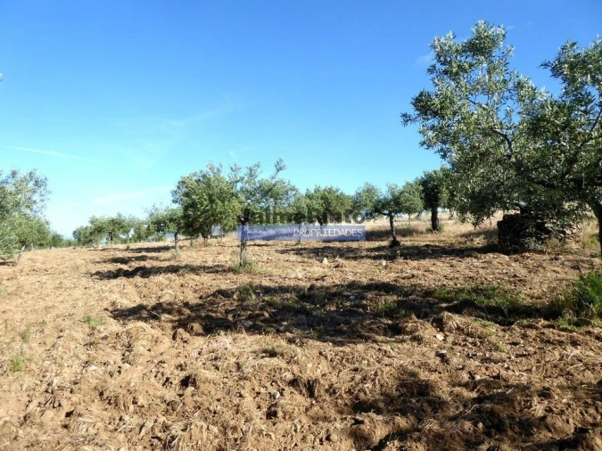 Terreno Agricola ou Rústico para Venda em Escalhão Foto 5