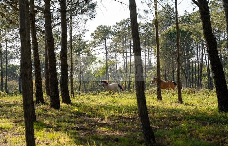 Quinta T4 para Venda em Vila do Bispo e Raposeira Foto 16