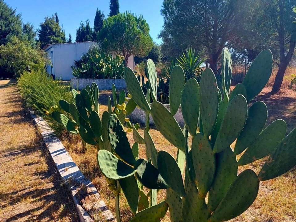 Moradia T3 para Venda em Pavia Foto 61