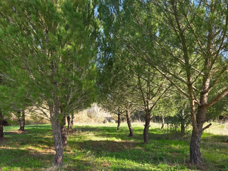 Moradia T3 para Venda em Pavia Foto 65