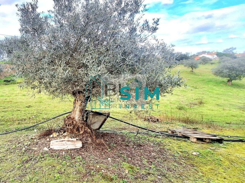 Quinta T5 para Venda em Santiago Maior Foto 26