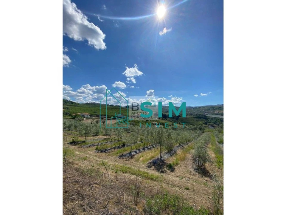 Quinta T5 para Venda em Lamego (Almacave e Sé) Foto 11