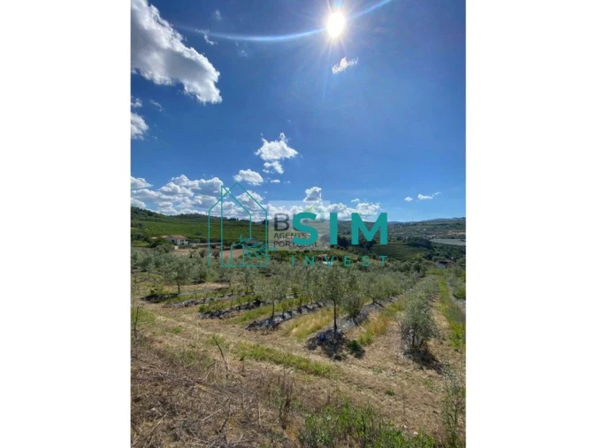 Quinta T5 para Venda em Lamego (Almacave e Sé) Foto 11