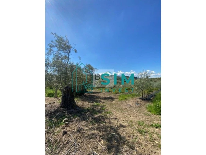 Quinta T5 para Venda em Lamego (Almacave e Sé) Foto 16