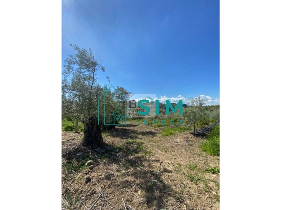 Quinta T5 para Venda em Lamego (Almacave e Sé) Foto 16