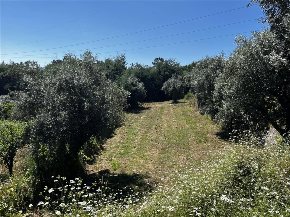 Terreno Agricola ou Rústico para Venda em Arrifana Foto 5