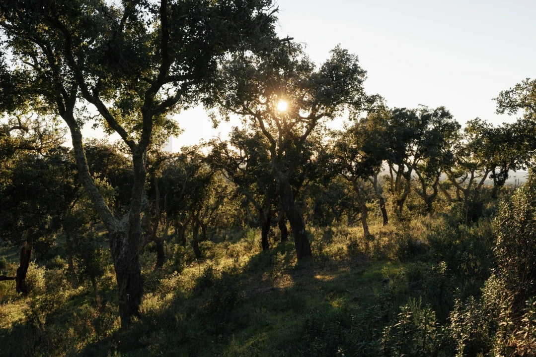 Terreno para Venda em São Francisco da Serra Foto 30
