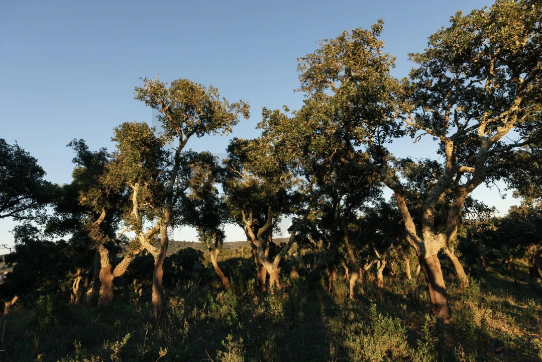 Terreno para Venda em São Francisco da Serra Foto 29