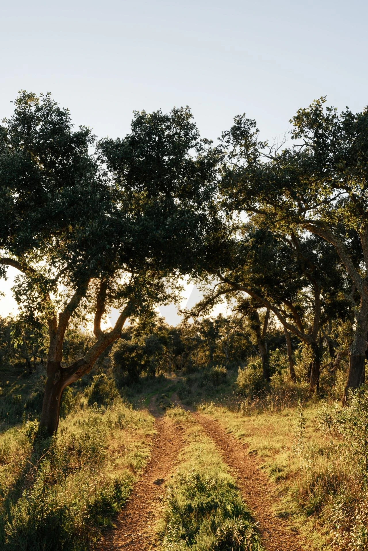 Terreno para Venda em São Francisco da Serra Foto 38