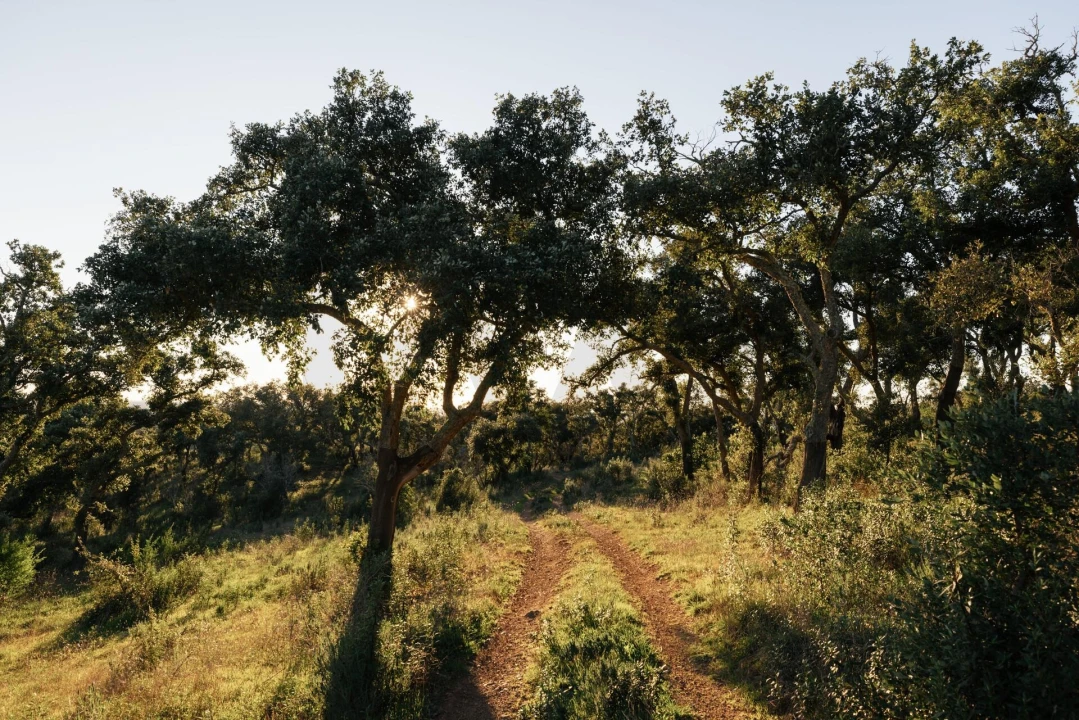 Terreno para Venda em São Francisco da Serra Foto 10