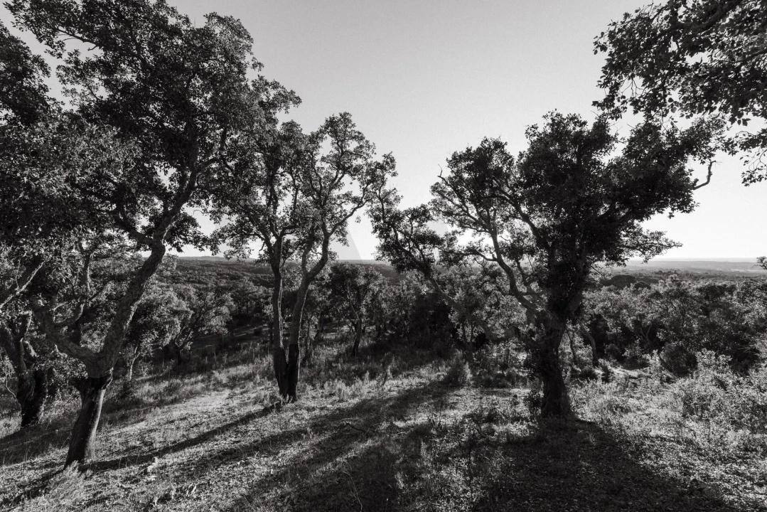 Terreno para Venda em São Francisco da Serra Foto 24