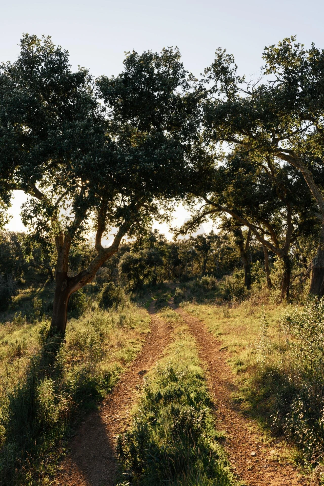 Terreno para Venda em São Francisco da Serra Foto 11