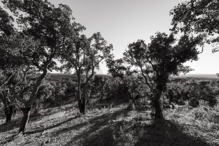 Terreno para Venda em São Francisco da Serra Foto 24