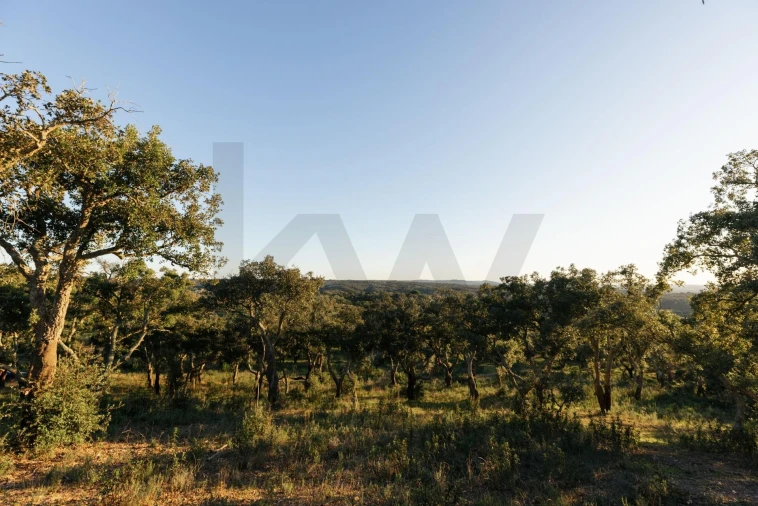 Terreno para Venda em São Francisco da Serra Foto 13