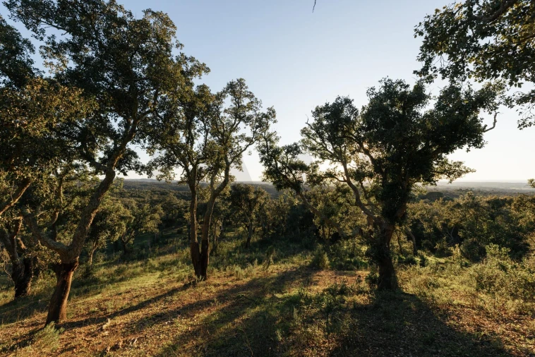 Terreno para Venda em São Francisco da Serra Foto 23