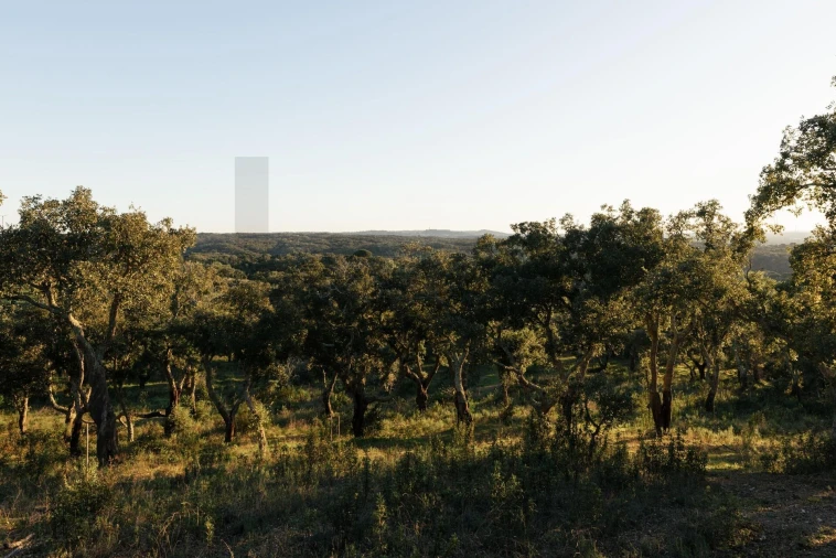 Terreno para Venda em São Francisco da Serra Foto 27
