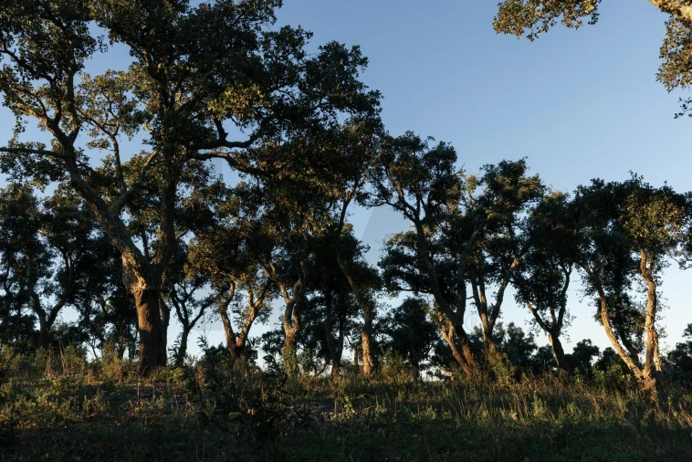 Terreno para Venda em São Francisco da Serra Foto 33