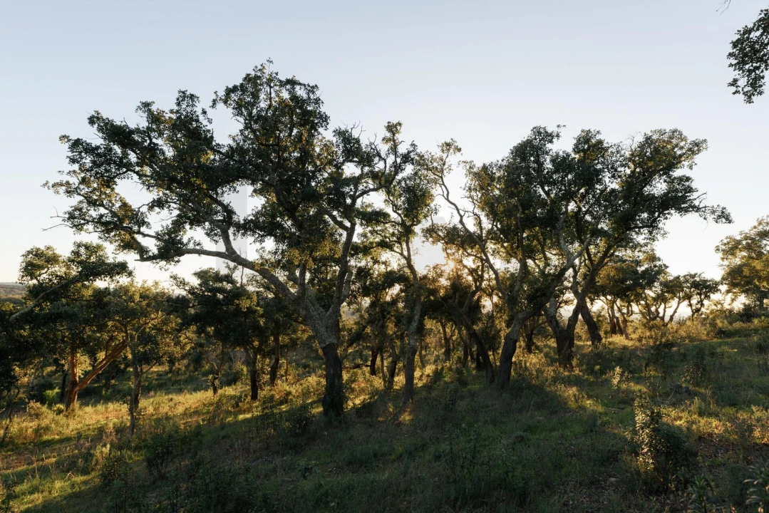 Terreno para Venda em São Francisco da Serra Foto 36