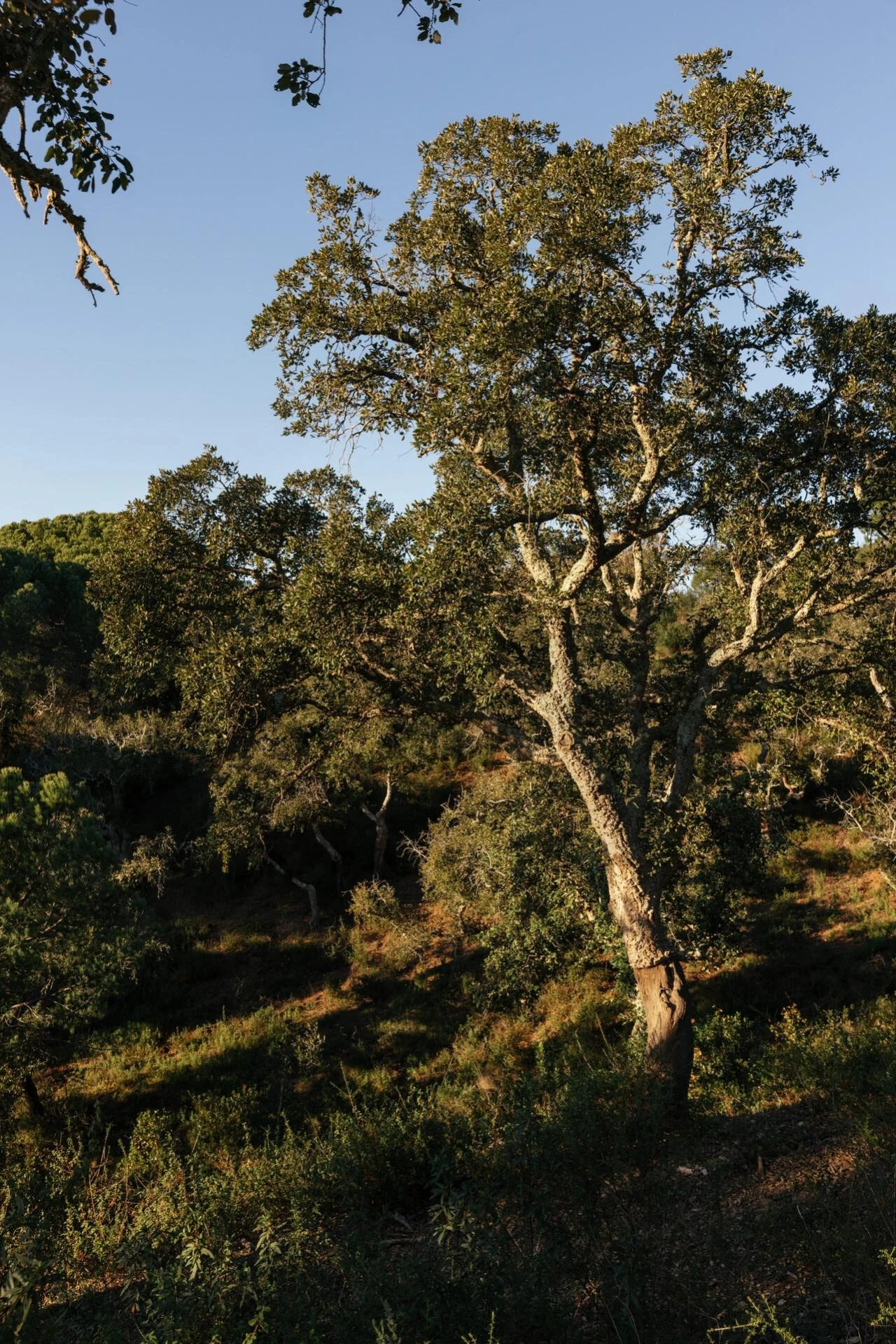 Terreno para Venda em São Francisco da Serra Foto 5