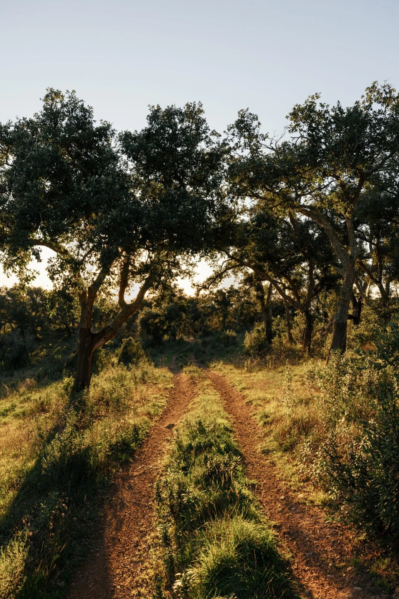 Terreno para Venda em São Francisco da Serra Foto 37