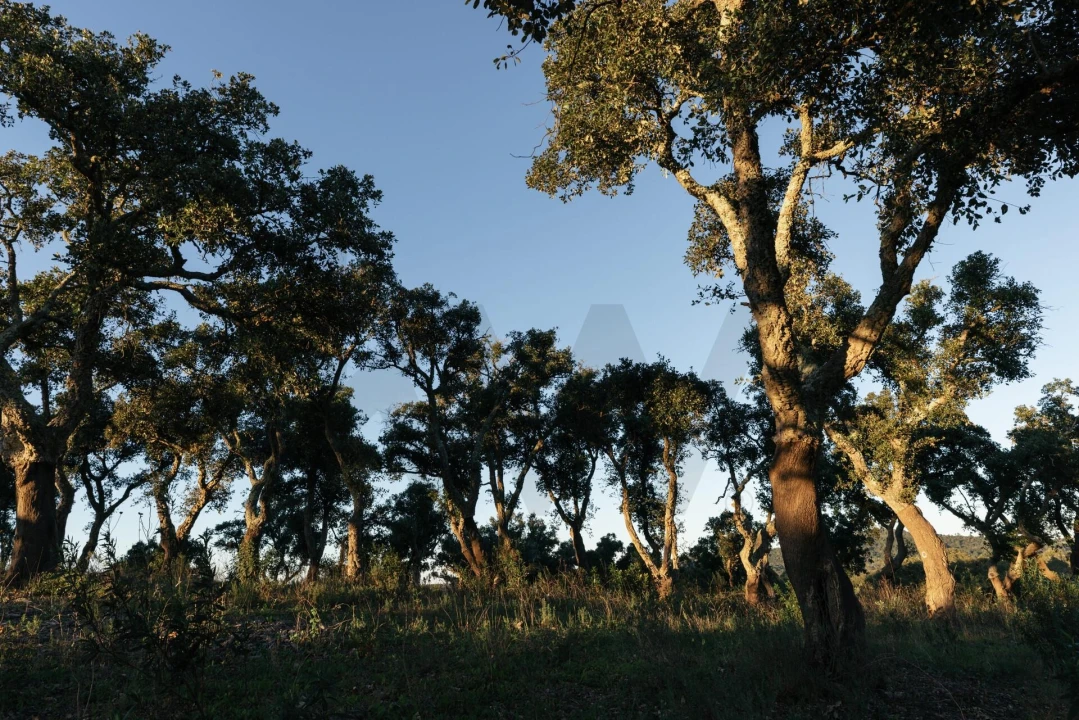 Terreno para Venda em São Francisco da Serra Foto 34
