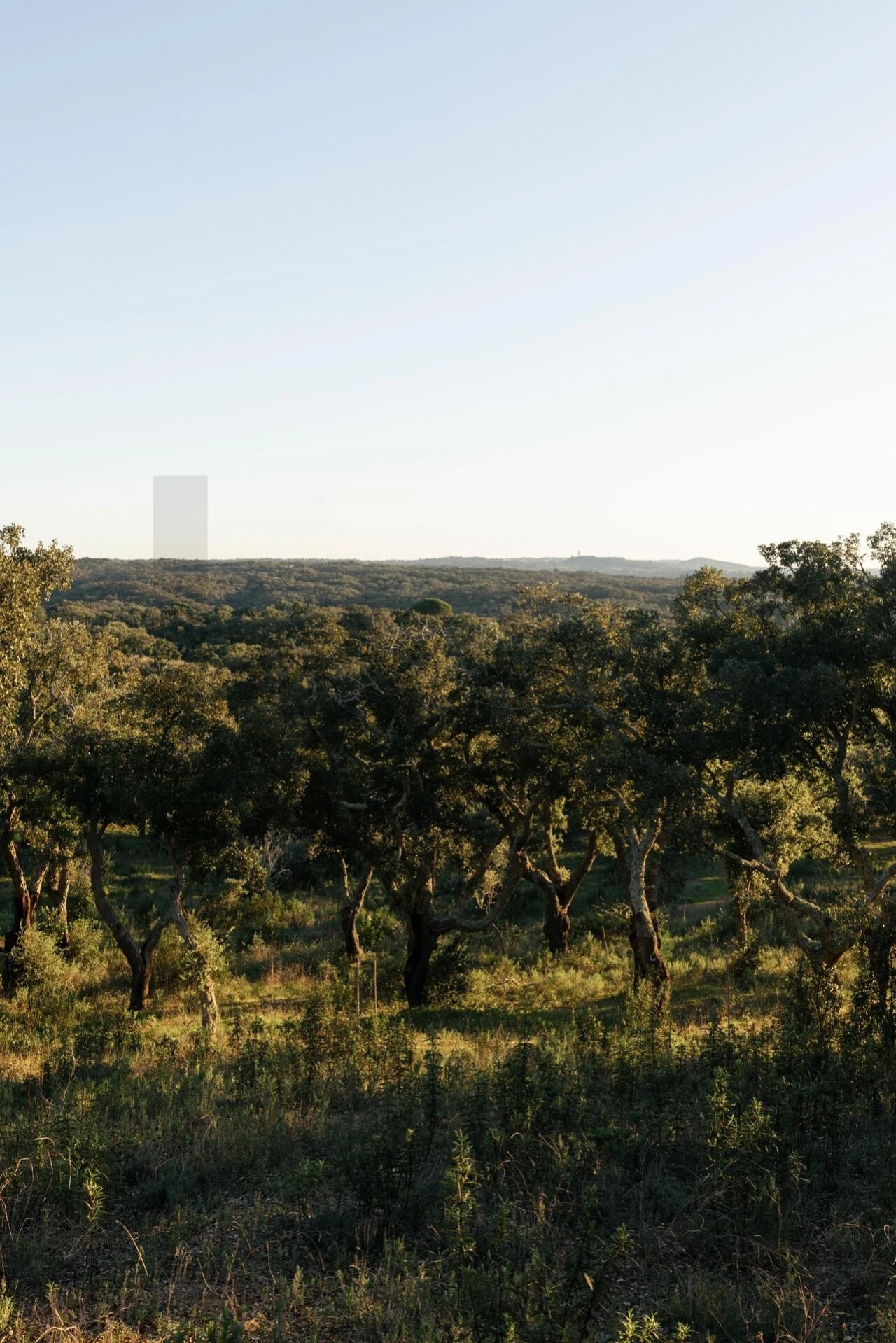 Terreno para Venda em São Francisco da Serra Foto 28