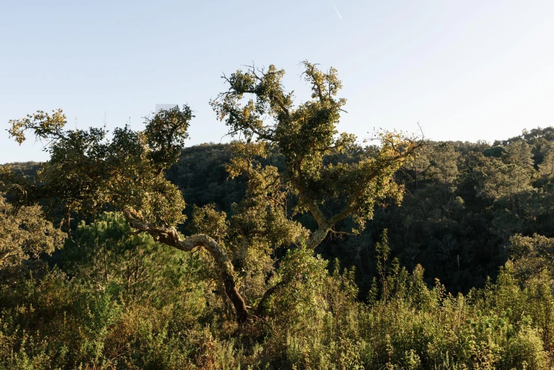 Terreno para Venda em São Francisco da Serra Foto 7