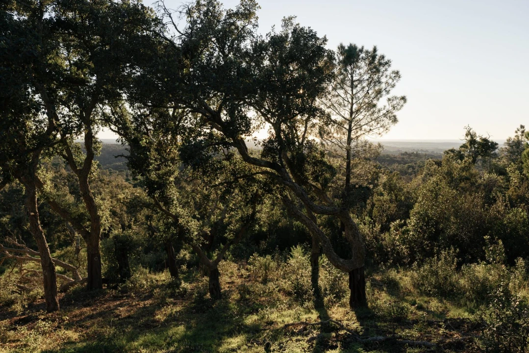 Terreno para Venda em São Francisco da Serra Foto 19