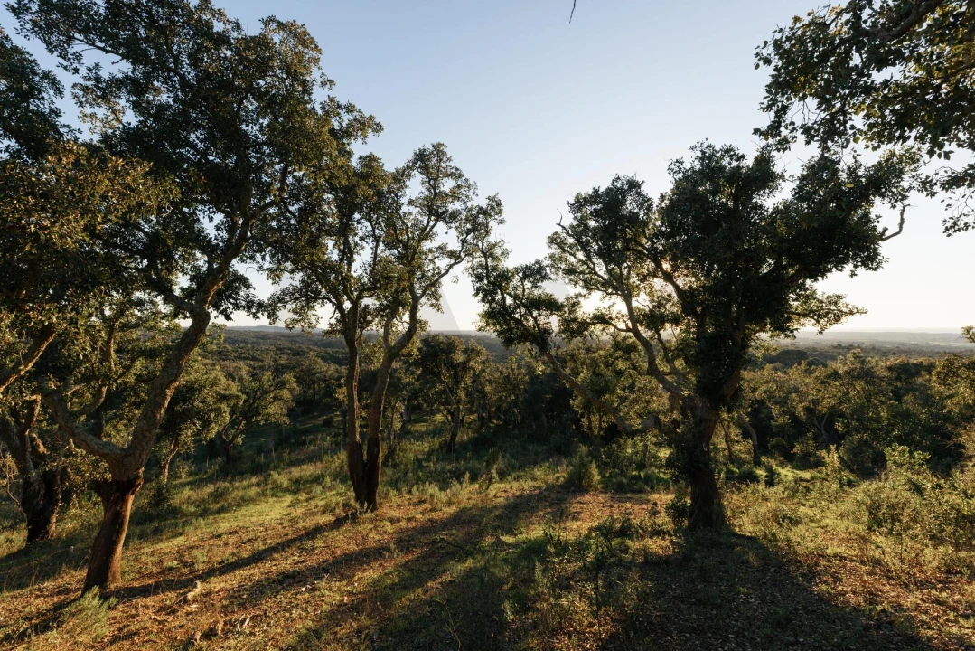 Terreno para Venda em São Francisco da Serra Foto 23