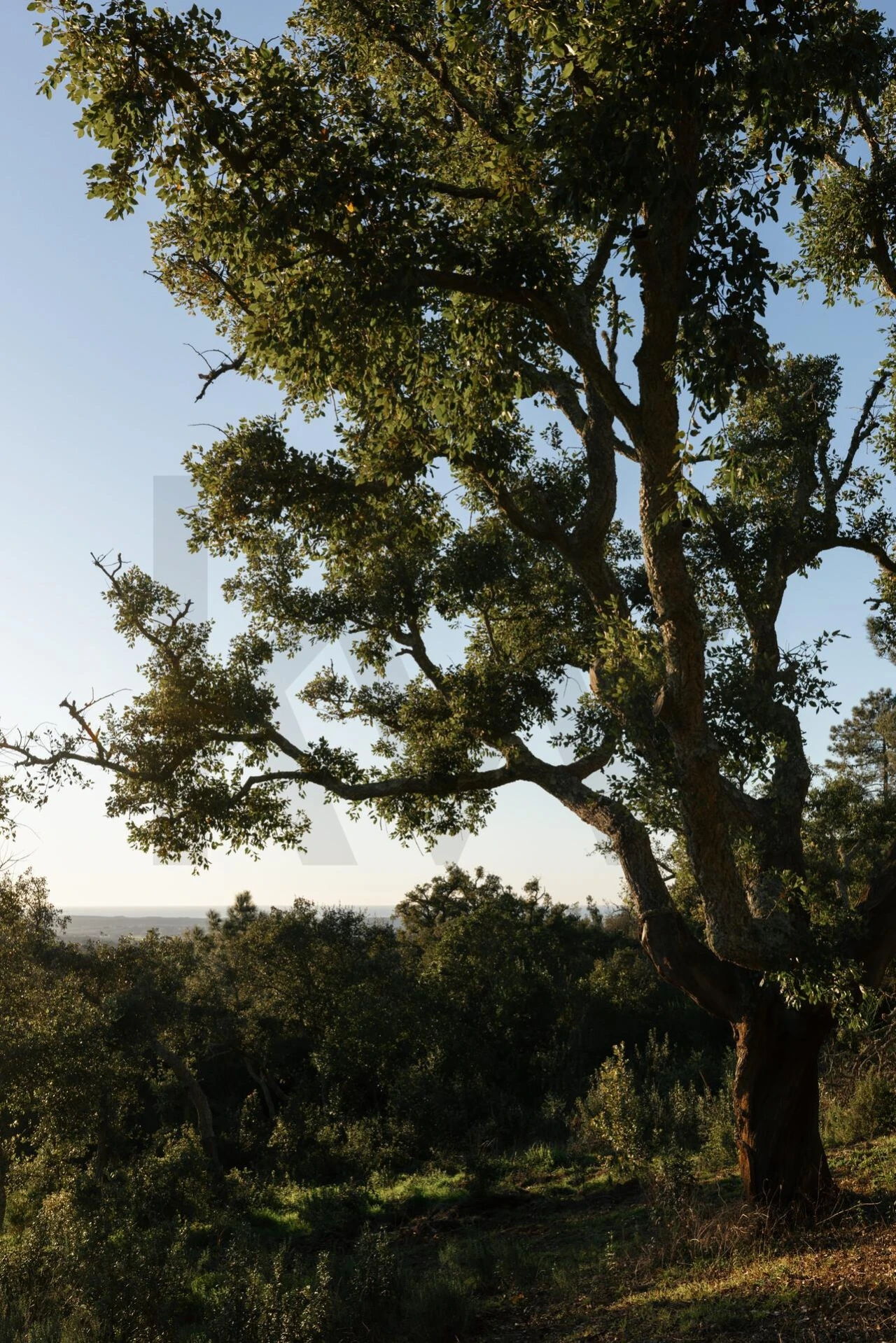 Terreno para Venda em São Francisco da Serra Foto 22