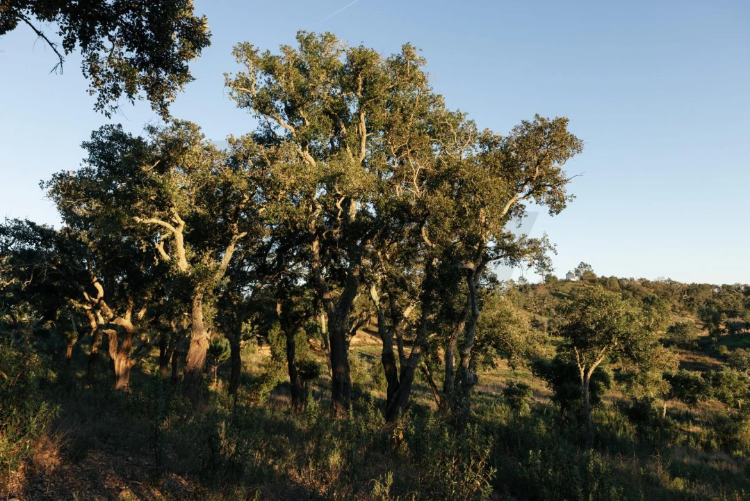 Terreno para Venda em São Francisco da Serra Foto 32