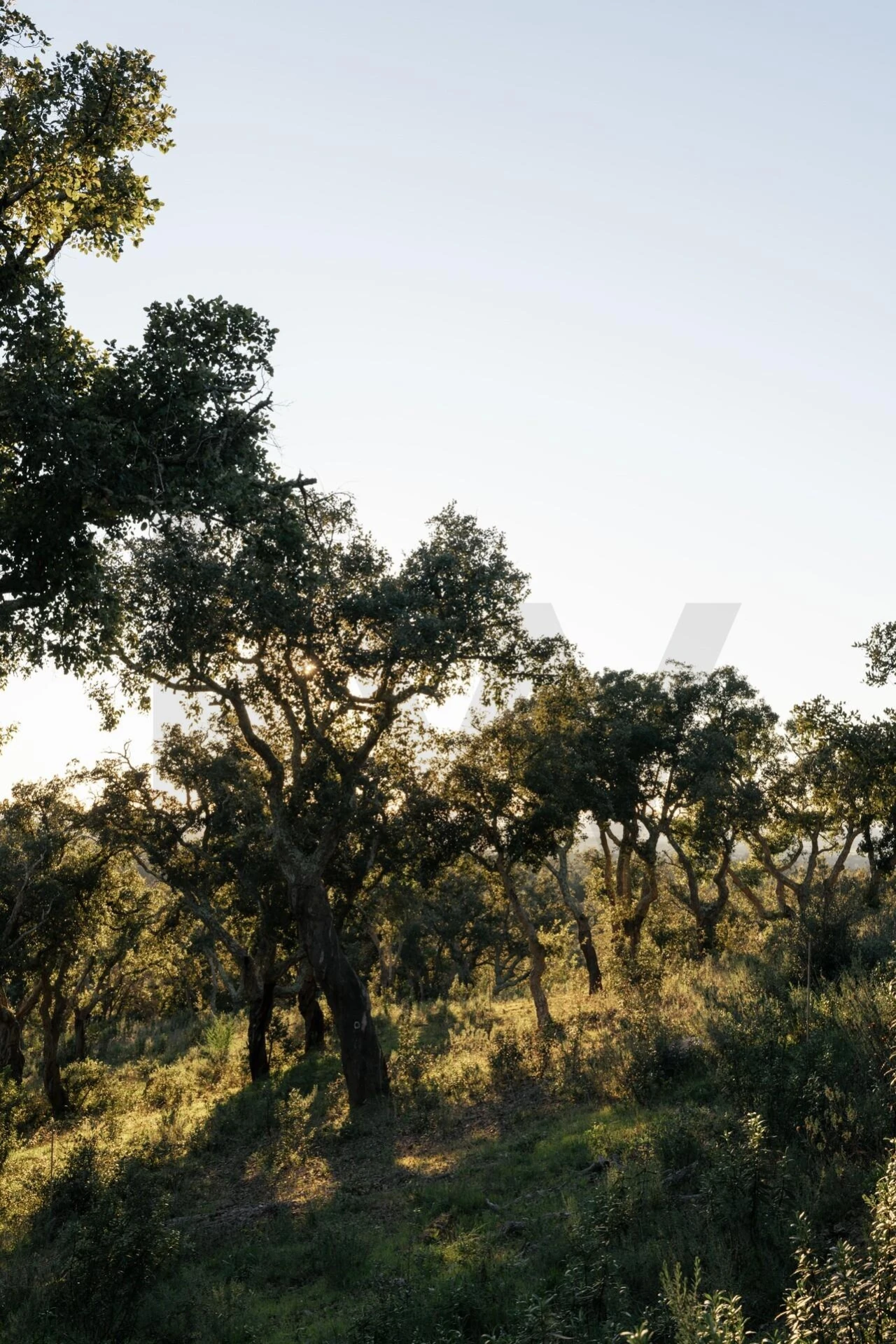 Terreno para Venda em São Francisco da Serra Foto 31