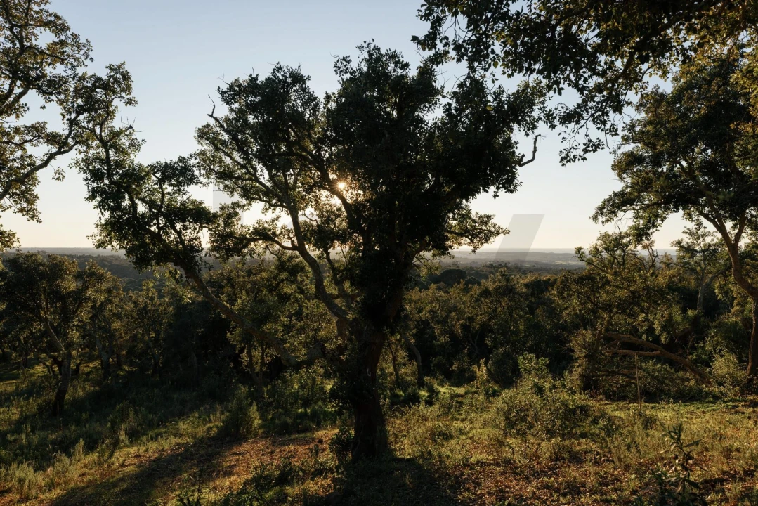 Terreno para Venda em São Francisco da Serra Foto 25
